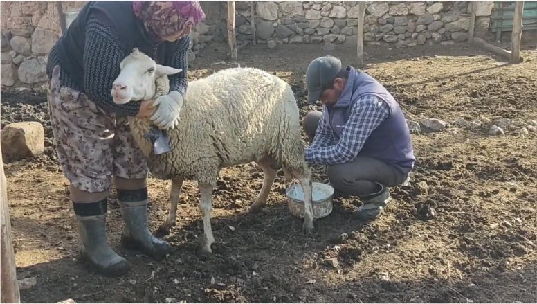 Balıkesir’de Çobanların Bir Günü Nasıl Geçiyor?