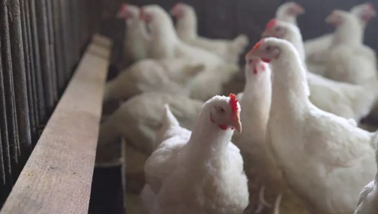  Bilim İnsanları Vücutta Kuş Gribine Karşı Etkili Bir Savunma Sistemi Keşfetti