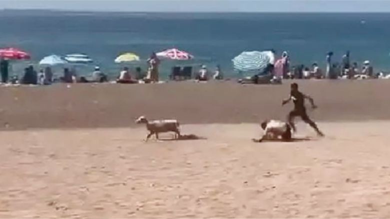 Kumsalda Kaçak Kurban Paniği