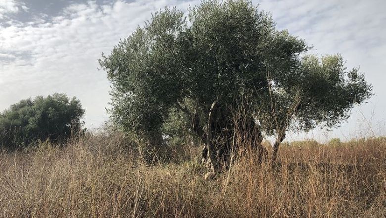 Bir Türküyle Gelen Sessiz Darbe