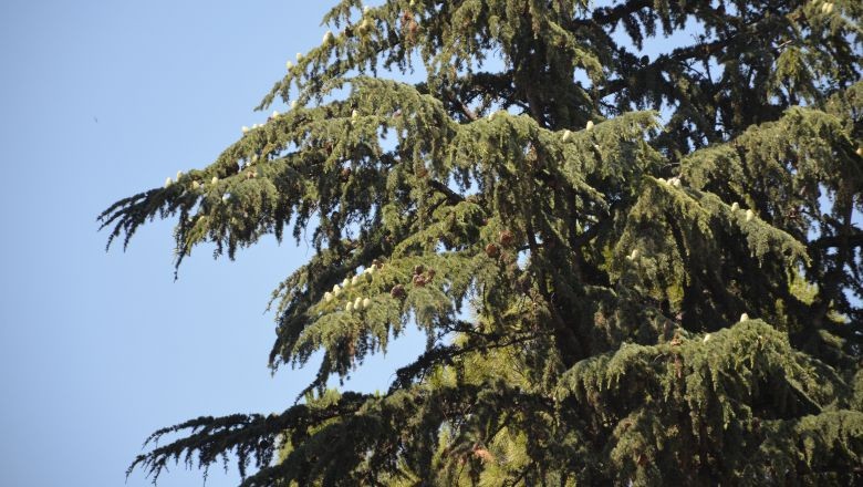Altıeylül’deki Mezleği Ağacı Bilim Dünyasının Gündeminde