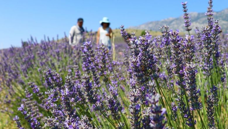 Balıkesir’in Aromatik Bitkileri Nedir?