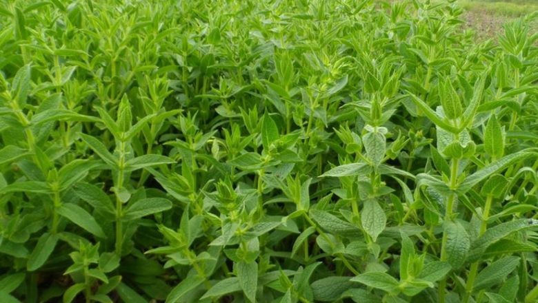 Balıkesir’in Aromatik Bitkileri Nedir?