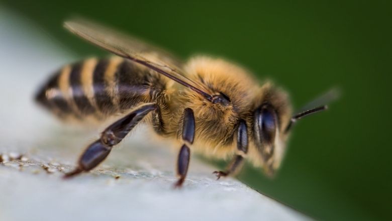 Çin'in Yeni Silahı! Uzaktan Kumandalı Arılar