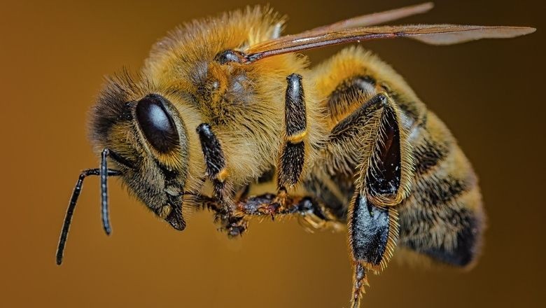 Çin'in Yeni Silahı! Uzaktan Kumandalı Arılar