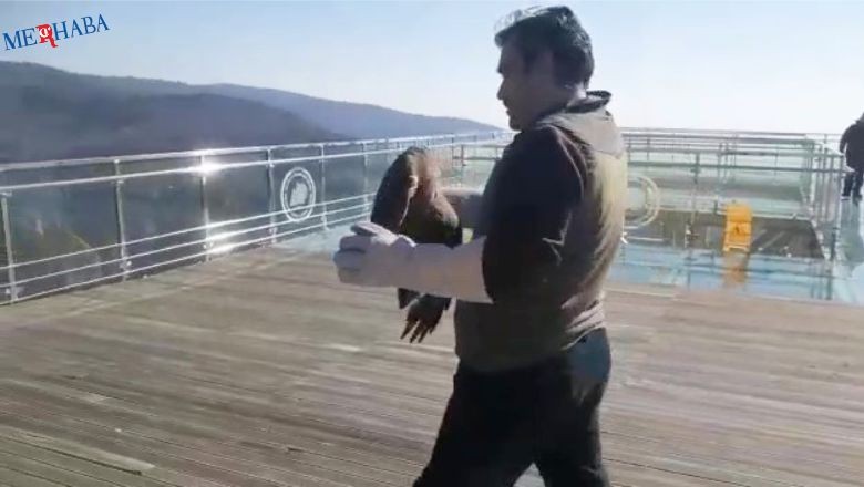 Tedavi edilen Kızıl Şahin