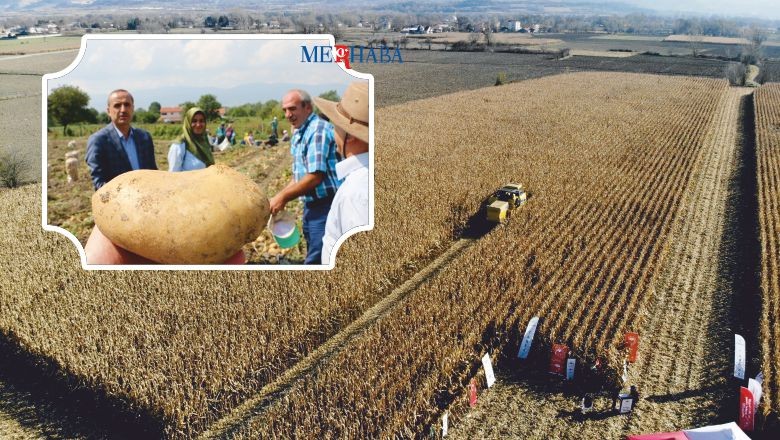 Patates Üreticisi Mısıra Yöneldi