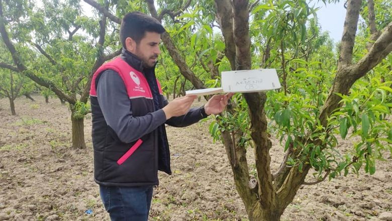 Şeftali Bahçelerine Kontrol. Balıkesir, Kepsut İlçe Tarım ve Orman Müdürlüğü Kepsut’un şeftali bahçelerini geziyor. Şeftali ağaçlarına zarar verecek güve ve sinek ilaçlamalarını kontrol ediyor.