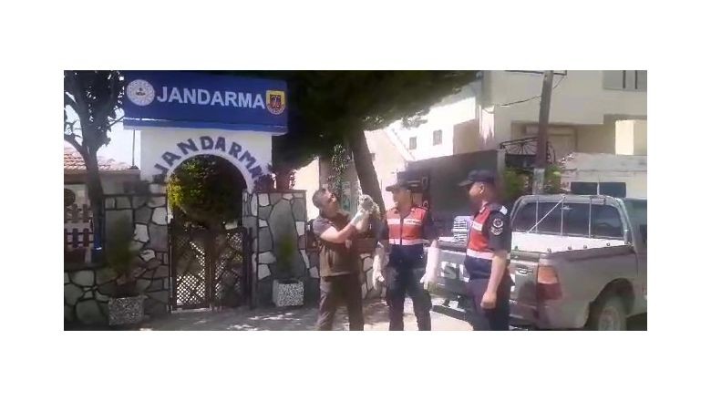 Jandarma Ekipleri Annesini Bulamadı. Balıkesir Edremit Jandarma Ekipleri devriye sırasında yaralı alaca baykuş buldu. 