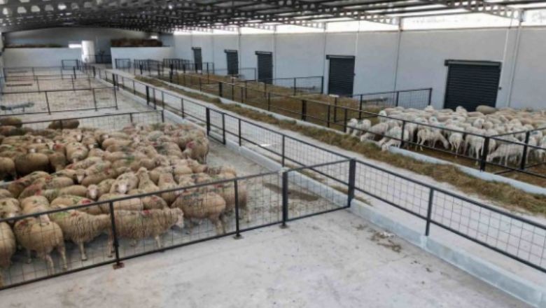 Küçükbaş Hayvancılık Yapmak İsteyenlere Bedelsiz 20 Koyun 1 Koç Verilecek!