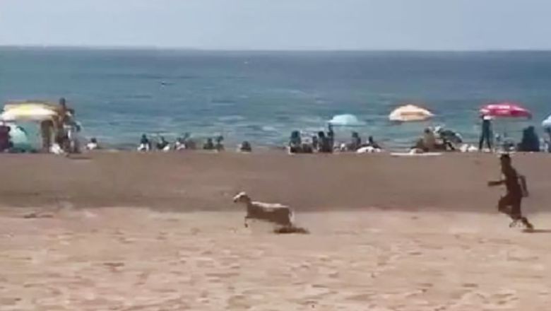 Kumsalda Kaçak Kurban Paniği