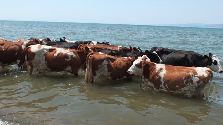 Balıkesir'de İnekler Denizde Serinledi