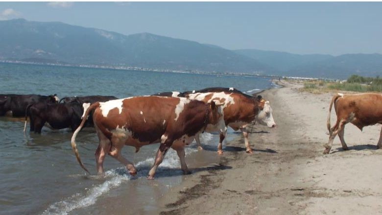 Balıkesir'de İnekler Denizde Serinledi