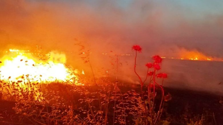 Gönen'de 60 Dönüm Alan Kül Oldu. Balıkesir'in Gönen ilçesinde bir tarlada yangın çıktı. Çıkan yangında 60 dönüm alan kül oldu.