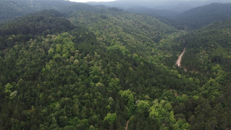 Kaz Dağları'nın Sevimli Ev Sahipleri Fotokapana Yakalandı