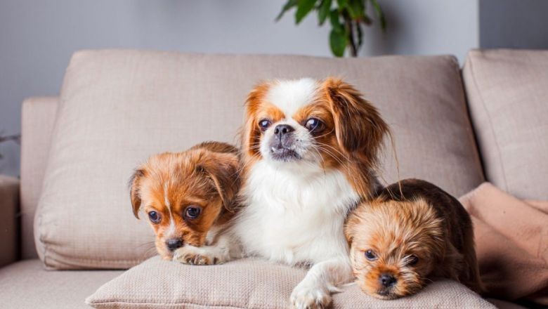 Apartman İçin İdeal Köpek Cinsleri