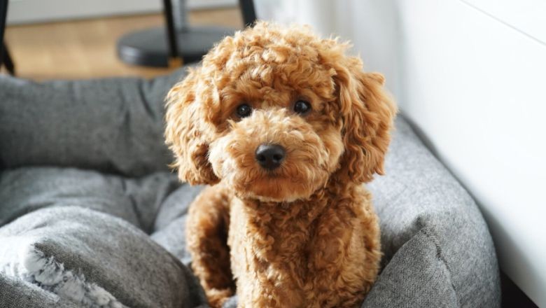 Apartman İçin İdeal Köpek Cinsleri