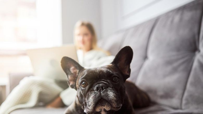 Apartman İçin İdeal Köpek Cinsleri