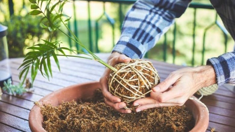 Kokedama Nedir, Nasıl Yapılır?