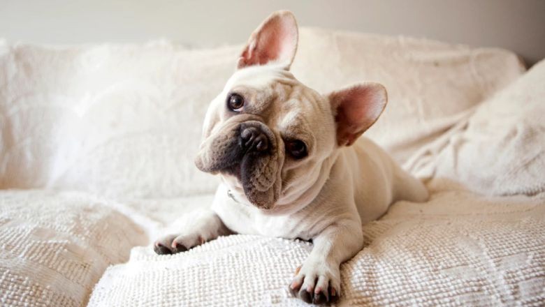 Apartman İçin İdeal Köpek Cinsleri