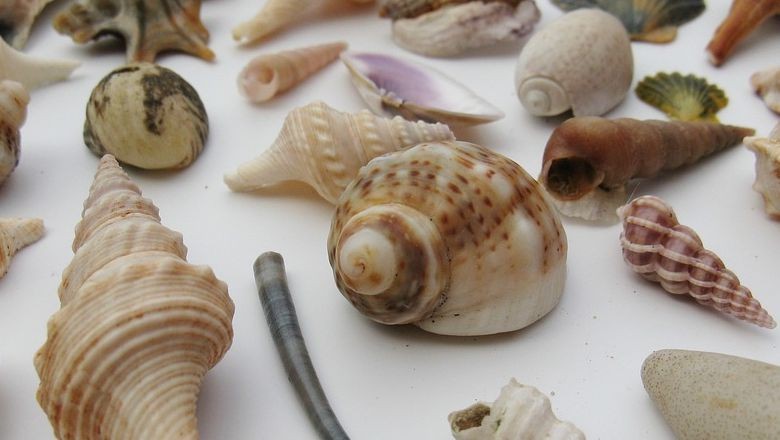 Doğanın Zarif Sanat Eserleri