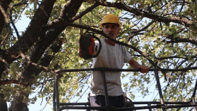 Balıkesir'de Anıt Ağaçlar Özel Koruma Altında