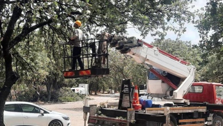 Balıkesir'de Anıt Ağaçlar Özel Koruma Altında