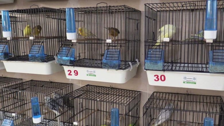 Balıkesir'de Hobi Olarak Başladı: Şimdi 50 Kuşu Var