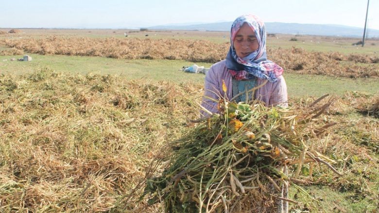 Bu Fasülyenin Hikayesi Var