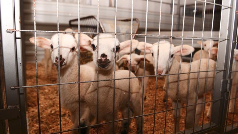 Büyükşehir, Sındırgı’da Dört Koldan Çalışıyor