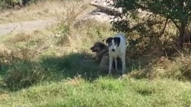 Dehşet Dolu Anlar: Kadınlar Saldırıya Maruz Kaldı