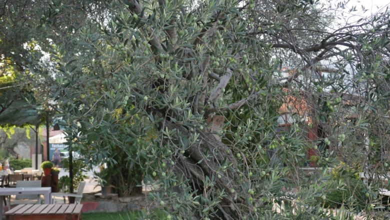 "Edremit Yeşil Çizik Zeytini" Dünya Çapında Marka Oluyor