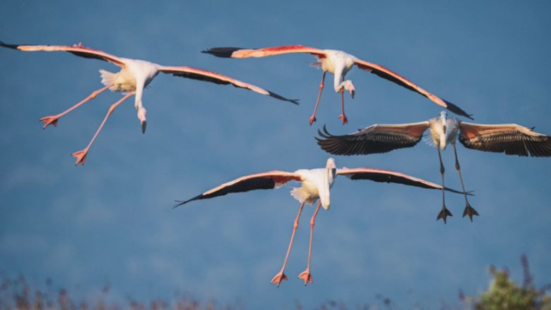 Flamingolar: Venedik-Marmara Denizi Rotasında