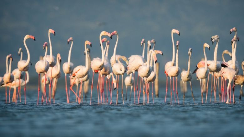 Flamingolar: Venedik-Marmara Denizi Rotasında