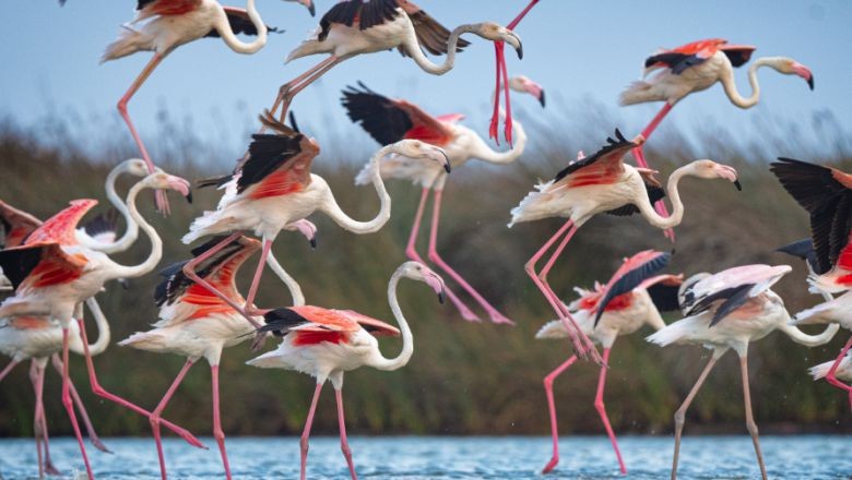 Flamingolar: Venedik-Marmara Denizi Rotasında