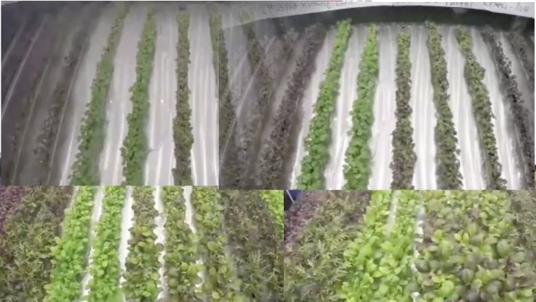 Rus Bilim Adamları Antarktika’da Karpuz Yetiştirdi
