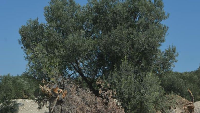 Balıkesir'de Zeytin Ağaçları Talan Oldu: Yerine...