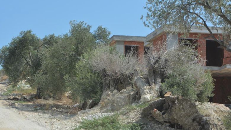 Balıkesir'de Zeytin Ağaçları Talan Oldu: Yerine...