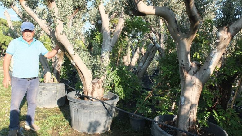 Saksıda Zeytin Ağacına Yoğun İlgi