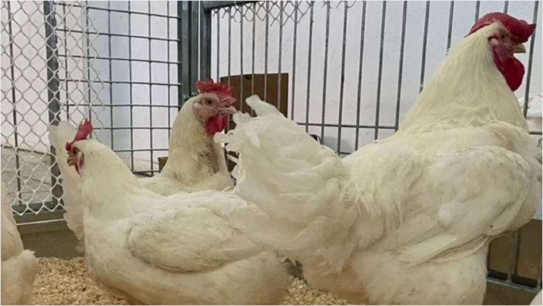 Yapay Zeka Hayvanların Tercümanı Oluyor