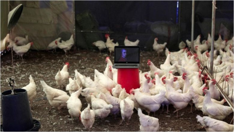 Yapay Zeka Hayvanların Tercümanı Oluyor