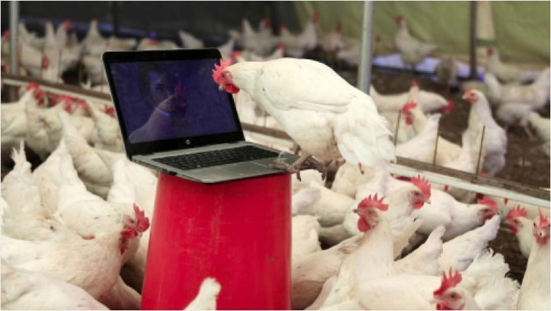 Yapay Zeka Hayvanların Tercümanı Oluyor