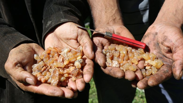 Sıradışı Dünya Şampiyonaları