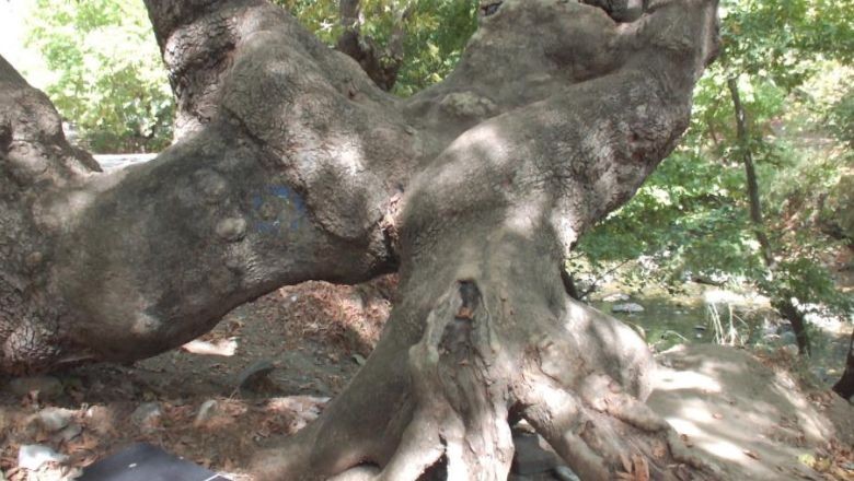 Kazdağı'nda 750 Yıllık Çınar Ağacı!