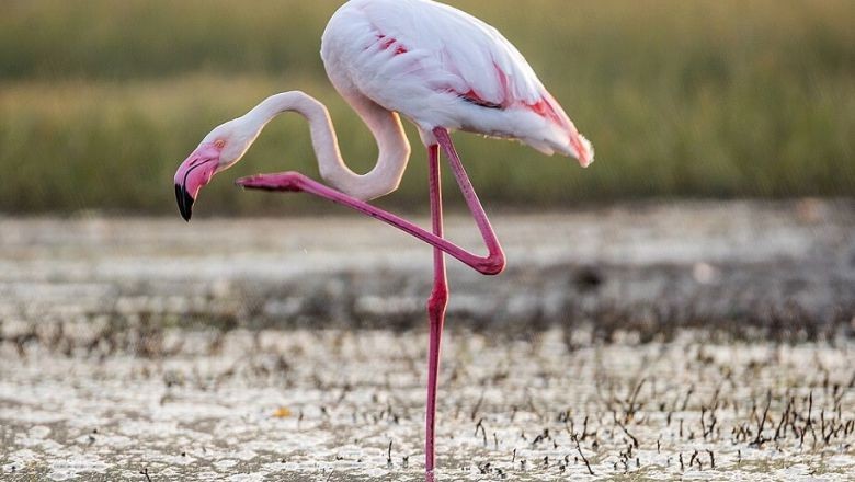Türkiye'nin ilk Flamingo Festivali