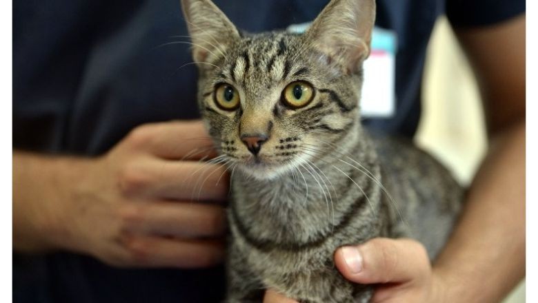 Diyaframı Yırtılan Kedi Hayvan Hastanesine Gitti