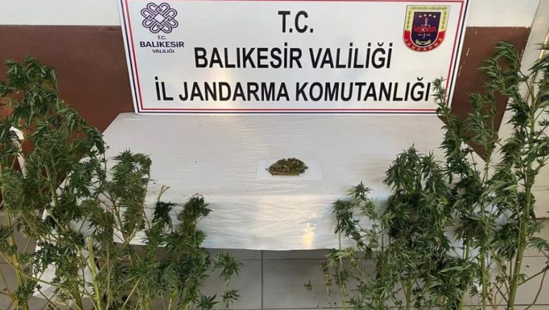 Baskın Yaptıkları Evde Kök Kök Kenevir Çıktı!
