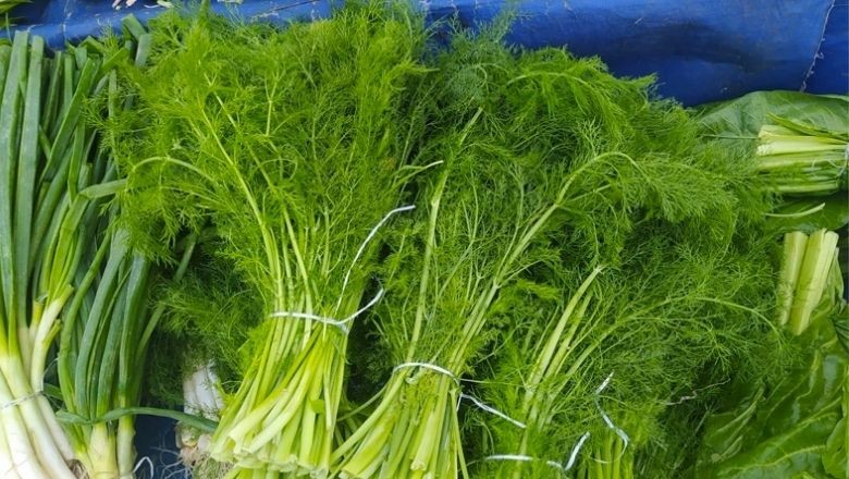 Ege Yöresine Ait Otlar