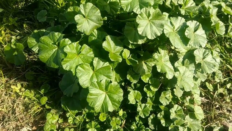 Ege Yöresine Ait Otlar