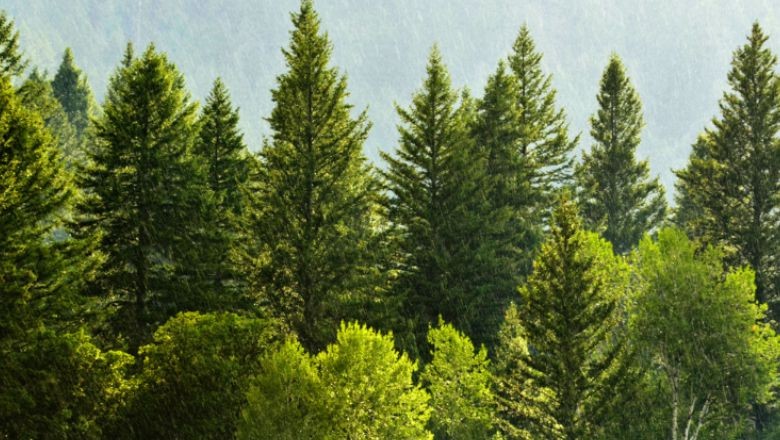 Balıkesir'in Yeşil Hazineleri: Ağaçları